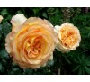 Роза Роуз де Мон Марсан (Rose de Mont Marsan)